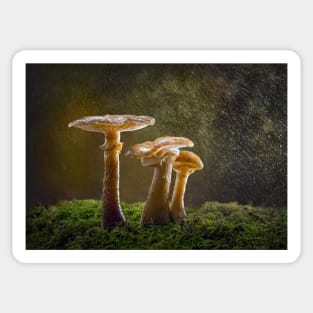 Honey Fungus in Rain Sticker